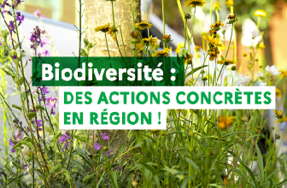   Biodiversité : DES ACTIONS CONCRÈTES EN RÉGION !  (Image de fleurs sauvages en arrière-plan, ambiance urbaine et naturelle mêlées)